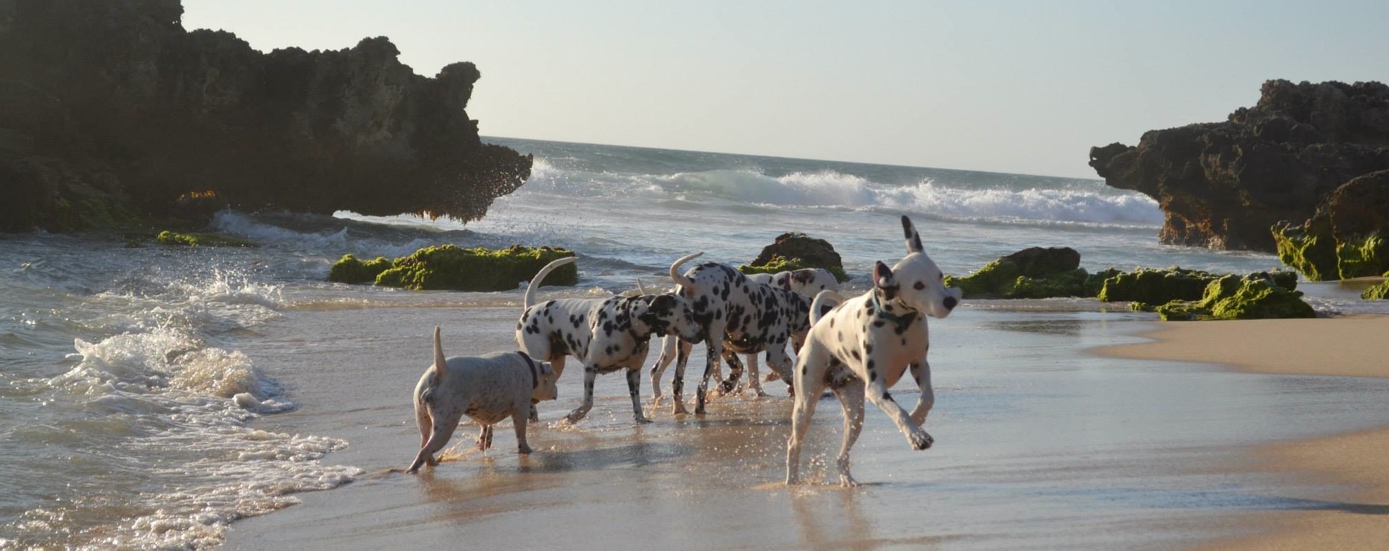 Perth Dalmatians