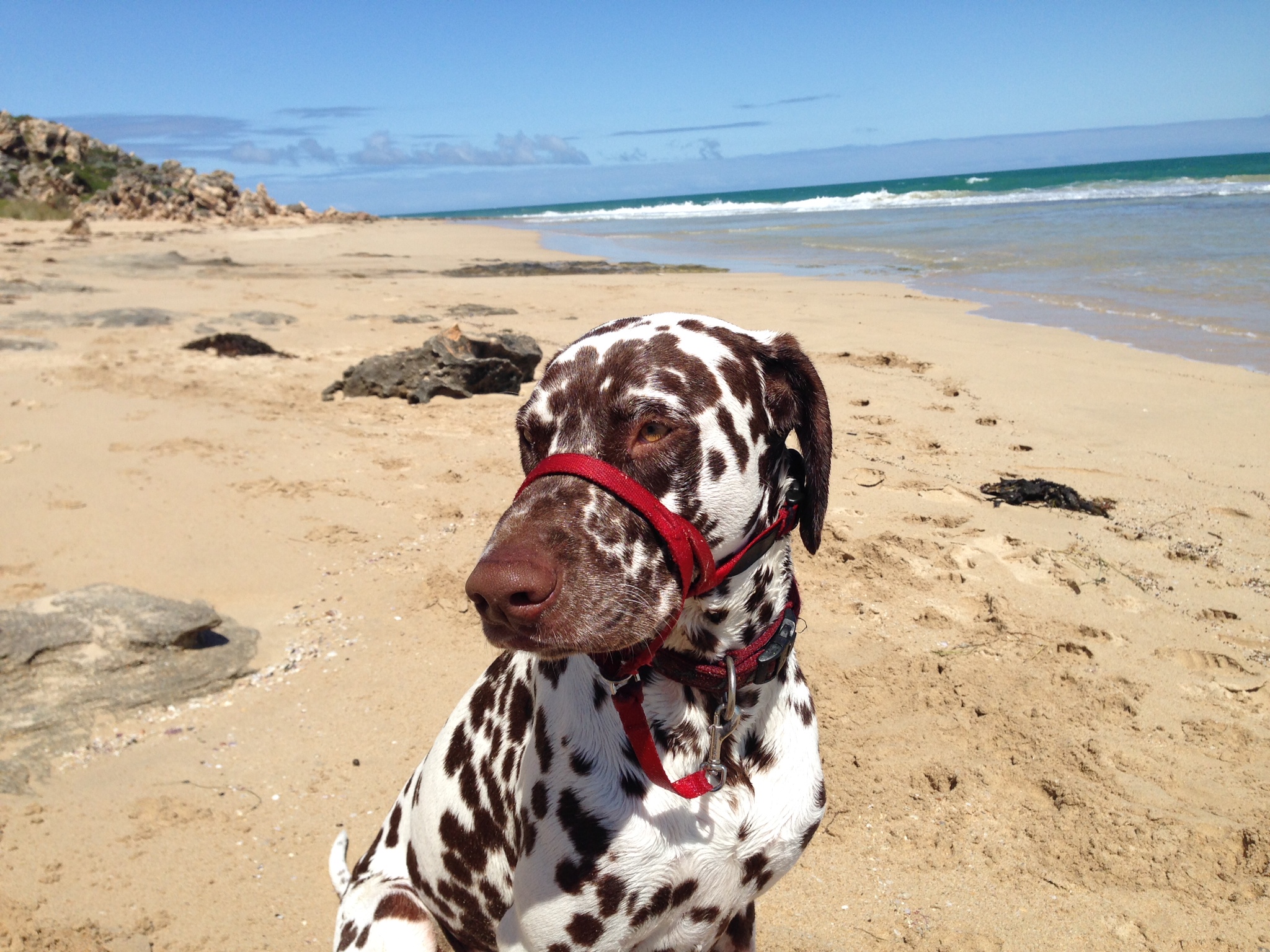 Charlie at the beach