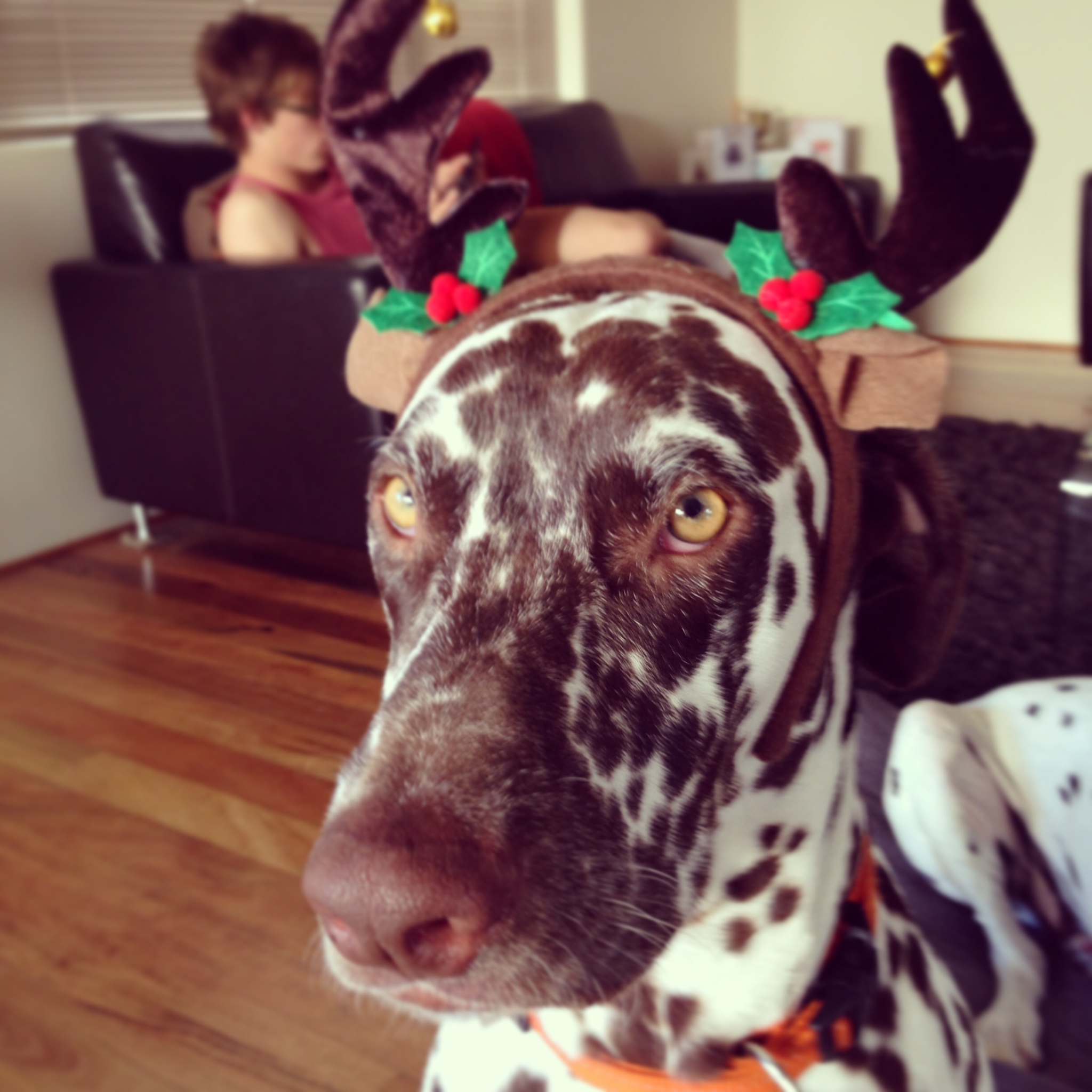 Reindeer Charlie