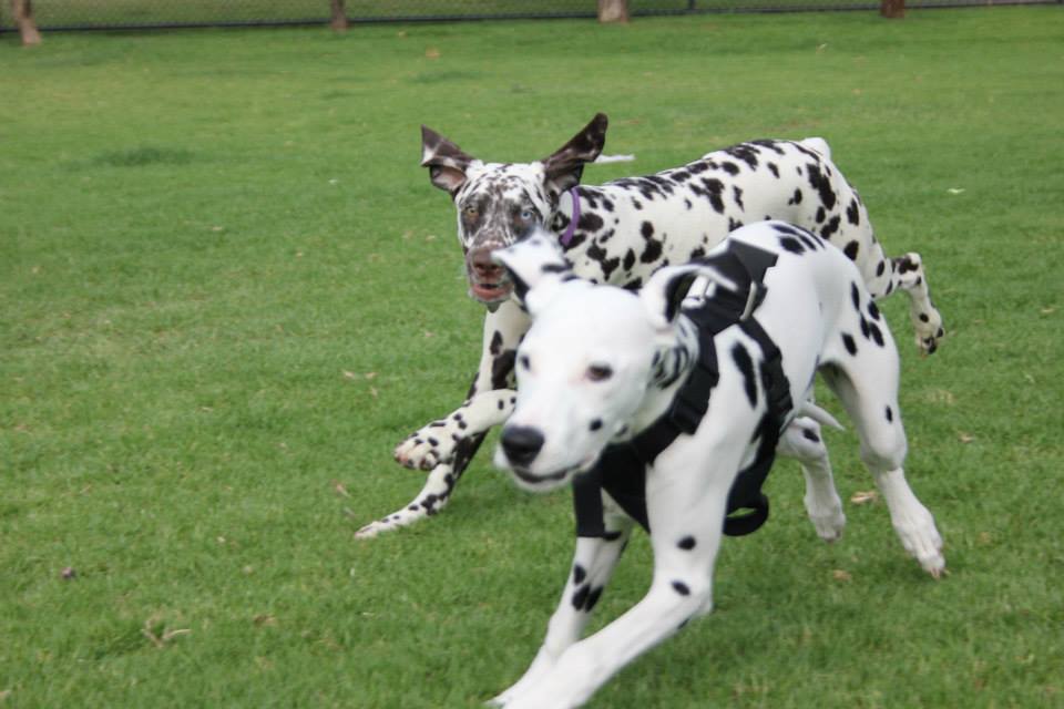 2 Dalmatians playing