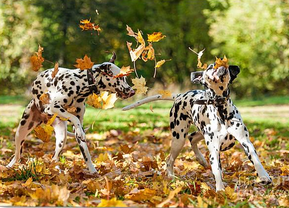 Two Dalmatians playing