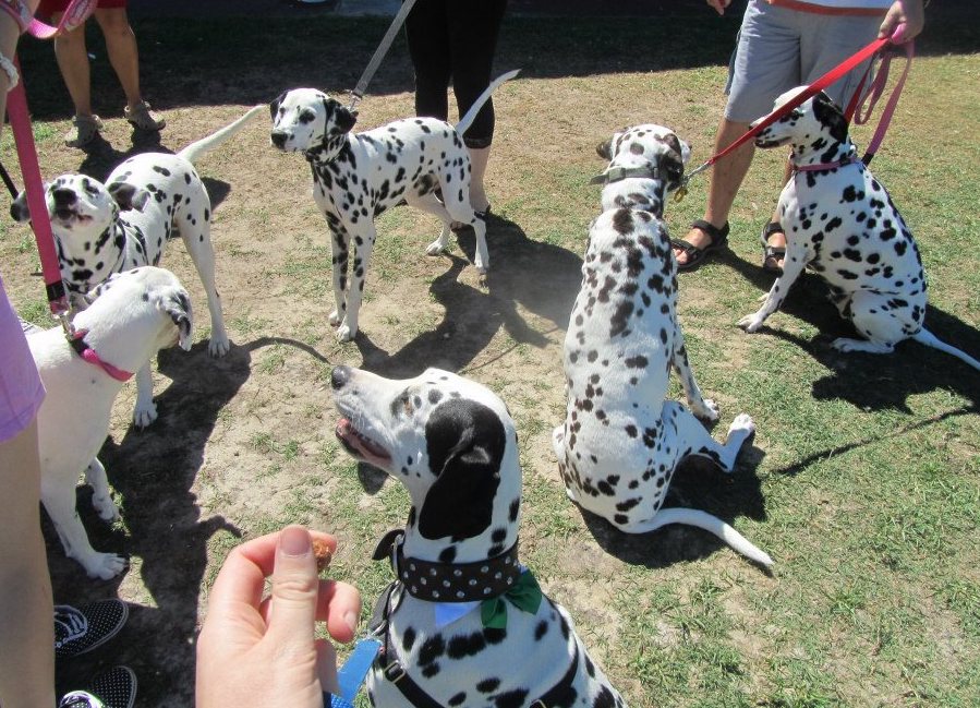 are dalmatians smart dogs